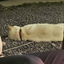 무릉이가 이미지