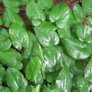 삼지목장 이미지