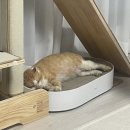 해성병원 | 길냥이 랑이의 전발치 후기 용인 해성동물병원