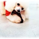 올리브독 이미지