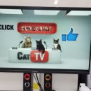 고양이 생활 호텔 네이버블로그