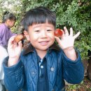 치자로 물들이기 이미지