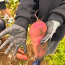 태연농장 | 고구마 캐기 체험 후기 아들 셋과 함께한 첫 농사체험 솔직 리얼
