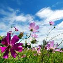 코스모스 이미지