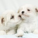 하얀강아지 이미지