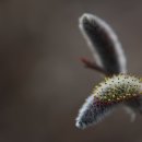 강아지 천국 이미지