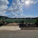 대정읍사무소 이미지