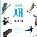 다부청둥오리 | 한국의 새 생태와 문화
