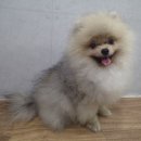 메리 샬롱 이미지