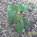 남지초등학교 이미지