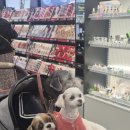 올리브 애견 | 최대 70% 혜택으로 득템! 장유아울렛 올리브영 애견동반 쇼핑 후기 (에뛰드 마스카라 1+1 / 투쿨포스쿨...