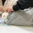 MS동물병원 이미지