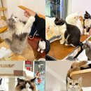 가방위에 고양이 | 명동 이색 데이트코스 추천, 명동고양이카페 고양이놀이터 명동점 방문 후기