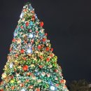 2511 | 2511 도쿄 여행 후기 1) 도쿄 일루미네이션. 실패와 성공.