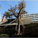 선교사챔니스주택(宣敎師챔니스住宅) | 대구시 유형문화재 제25호 - 선교사 챔니스 주택