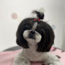 디오펫살롱 이미지