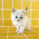 대구고양이분양 테디럽 이미지