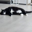 다나동물의료센터 이미지