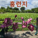 양평 2026 세미원 연꽃문화제 풍경 (3편중3편) 이미지