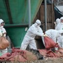 대인농장3 이미지