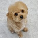 도블리펫 이미지