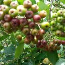 현성농장 이미지