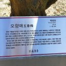 부산23산우회 원동 매화/통도사 홍매화 이미지