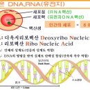 핵산(核酸)은 DNA,RNA(Nucleic Acid)를 우리말로 번역한 것? 이미지