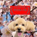 The 아름답개 이미지