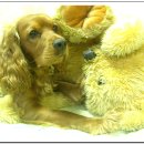 인형과 함께 이미지