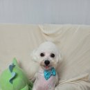 마리애견미용실 이미지