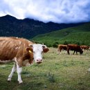 동일축산 이미지