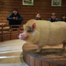 돼지보러오면돼지 이미지