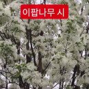 [시낭송] 이팝나무 시 /안중태 시 &amp;낭송 이미지