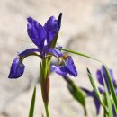 붓꽃(Iris) 종류와 꽃창포 이미지