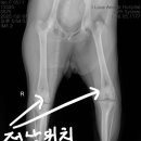 산본동물병원