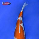 안성비단잉어 이미지