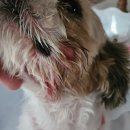 멍멍냐옹동물병원 이미지