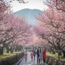 노리매 | 2026 제주 매화축제 휴애리 vs 노리매 입장료, 개화시기, 실제 방문 후기
