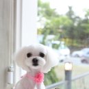 봄봄그루밍샵 이미지