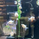 코보아쿠아 이미지