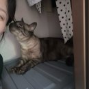 라임캣가든 | 27주차 임산부의 호주 브리즈번 여행 #1 (임산부 비행기 탑승 꿀팁, 대한항공 기내식, 이비스 스타일...