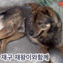 재왕 농장 Daum카페