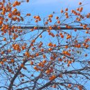 중통마을공원 이미지