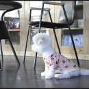 루이야 학교가자 이미지