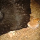 토종닭농장 이미지