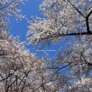 동산기업(주) - 수원시 장안구 | 🌸Sk인천석유화학 벚꽃동산 🌸| 한정 개방 명소 2026.04.07-12 / 주차 추천 ❤️