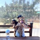 씨유 고성천진 굿모닝 | [몽또리 강원도 여행] ep02. 반려견 동반 고성 여행 (굿모닝 1935 숙소 후기)