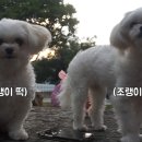 스테프핫도그워터월드