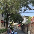 리치하우스민박 | 11월 말 4박 5일 샤먼 여행 Day 3 (숙장 화원, 일광암, 샤먼 카페거리 맛집 saigon saigon)